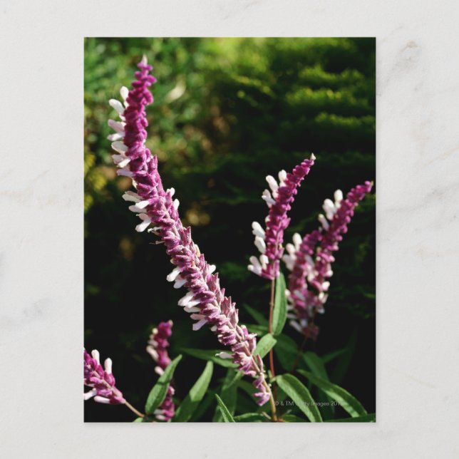 Mexikansk spage vykort (Framsida)