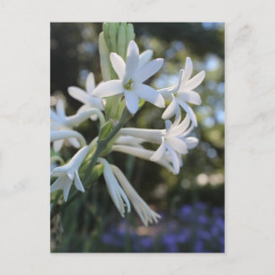 Mexikansk tuberose nr 1 vykort