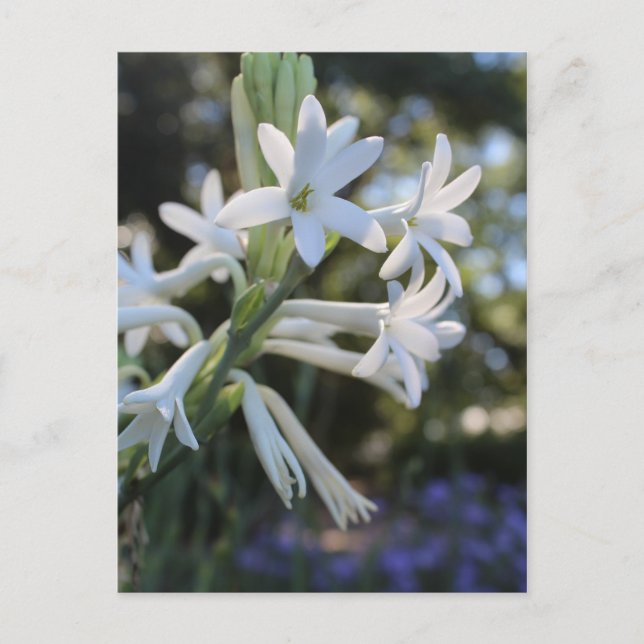 Mexikansk tuberose nr 1 vykort (Framsida)