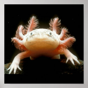 Mexikansk vandrande fisk poster