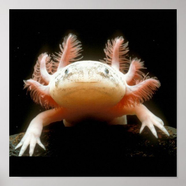 Mexikansk vandrande fisk poster (Framsidan)