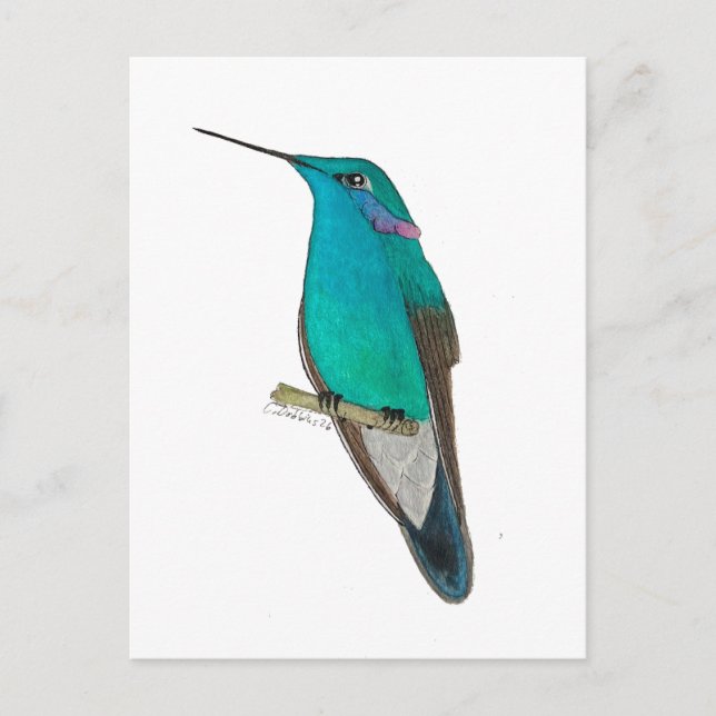 Mexikansk violettöronkolibri vykort (Framsida)