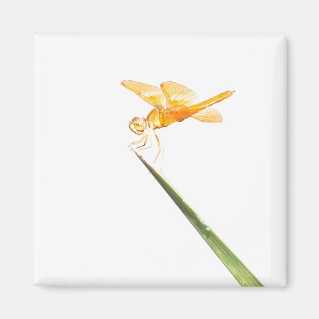 Mexikanska Amberwing Magnet (Framsidan)