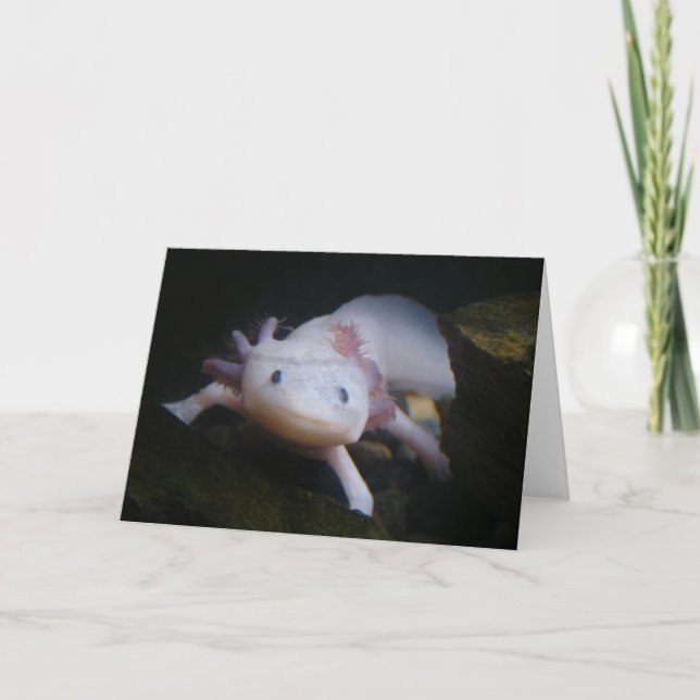 Mexikanska Axolotl Kort (Framsida)