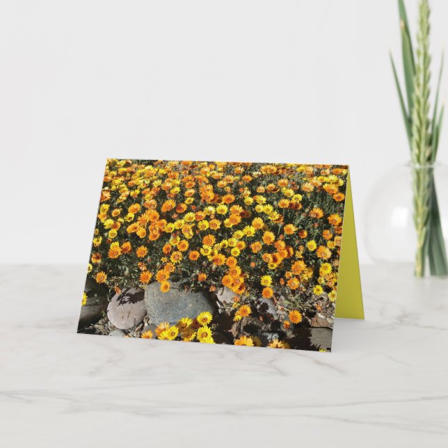 MEXIKANSKA DAISY, LIVSMEDEL, BLANKKORT KORT (Framsida)