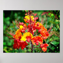 Mexikanska fåglar i Paradise Poster