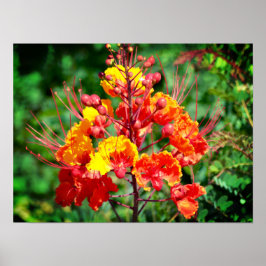 Mexikanska fåglar i Paradise Poster