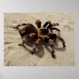 Mexikanska Flameknee Tarantula spinder Poster