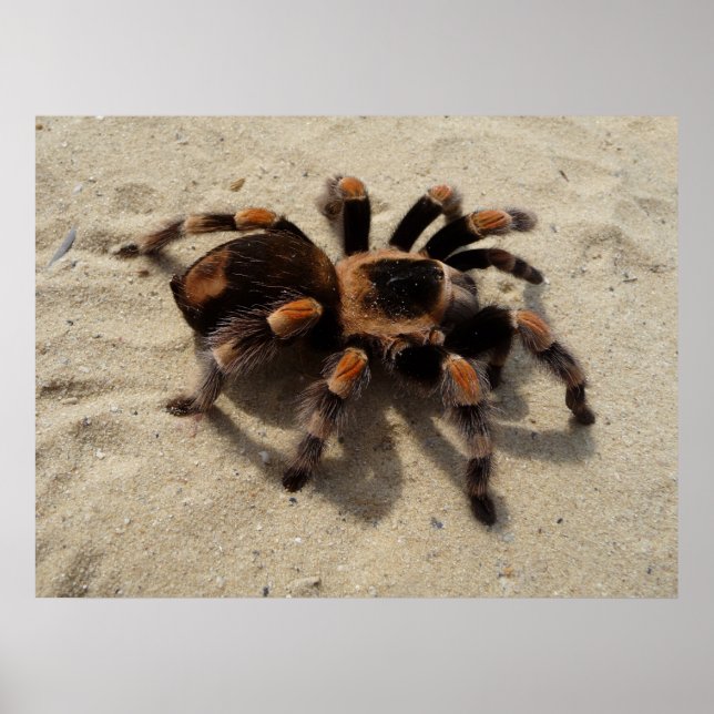 Mexikanska Flameknee Tarantula spinder Poster (Framsidan)
