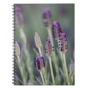 Mexikanska lavender anteckningsbok med spiral