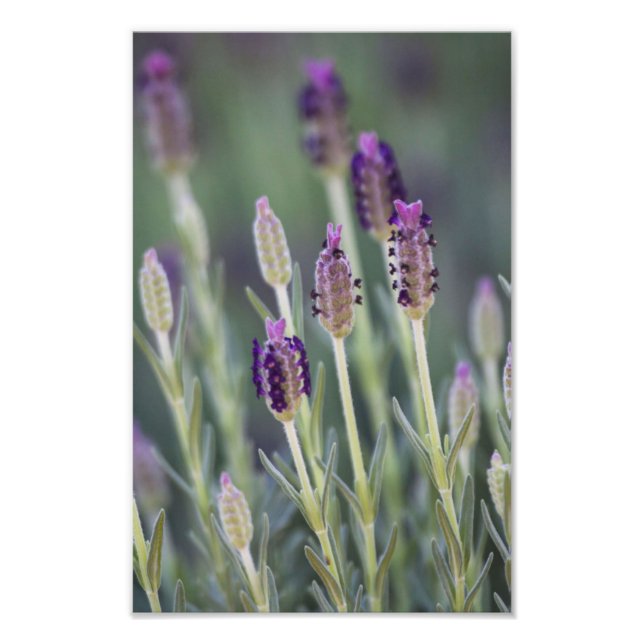 Mexikanska lavender fototryck (Framsidan)