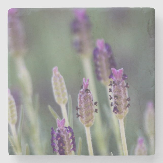 Mexikanska lavender stenunderlägg (Framsidan)