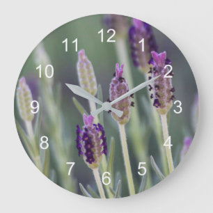 Mexikanska lavender stor klocka
