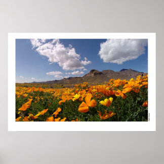 Mexikanska poppies - Franklin Mountian State Park Poster