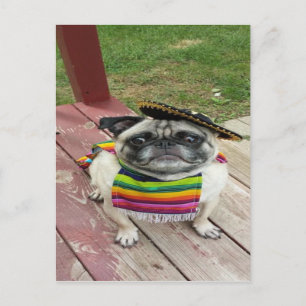 Mexikanska Pug Vykort