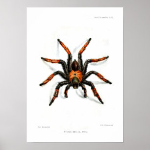 Mexikanska rödbentarantula poster