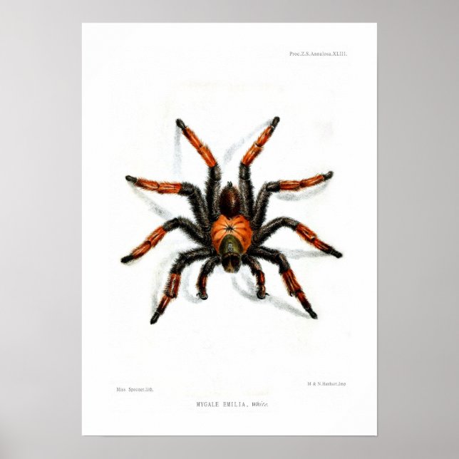 Mexikanska rödbentarantula poster (Framsidan)