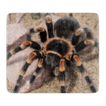 Mexikanska rödknä Tarantula Spider