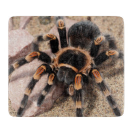 Mexikanska rödknä Tarantula Spider
