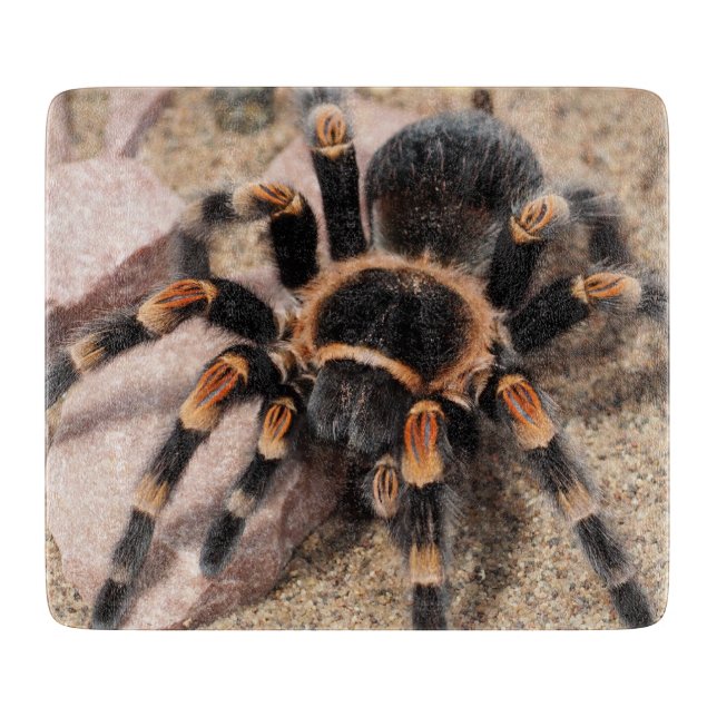 Mexikanska rödknä Tarantula Spider (Framsidan)