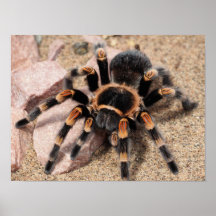 Mexikanska rödknä Tarantula Spider