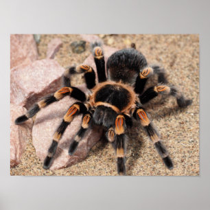 Mexikanska rödknä Tarantula Spider Poster