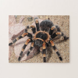 Mexikanska rödknä Tarantula Spider Pussel