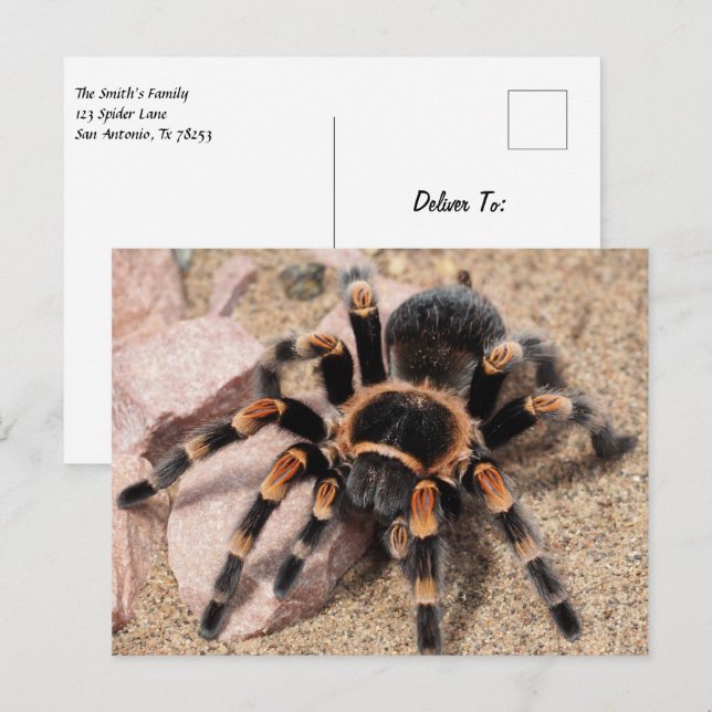 Mexikanska rödknä Tarantula Spider Vykort (Fram/baksida)