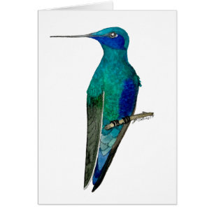 Mexikanska Violetear Hummingbird OBS Kort