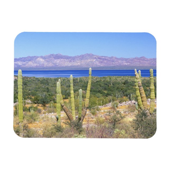 Mexiko, Baja California Sur, Cardon Cactus på Magnet (Horisontell)