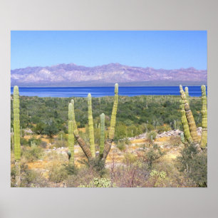 Mexiko, Baja California Sur, Cardon Cactus på Poster