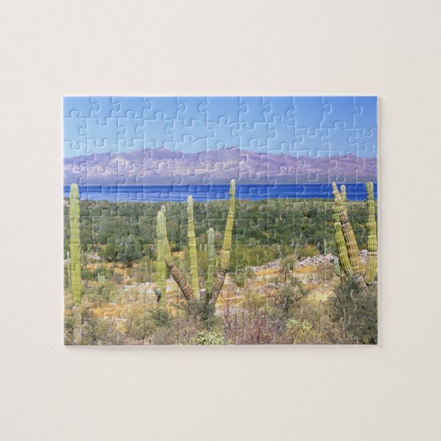 Mexiko, Baja California Sur, Cardon Cactus på Pussel (Horisontell)