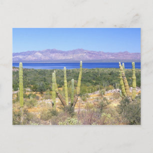 Mexiko, Baja California Sur, Cardon Cactus på Vykort