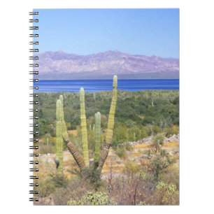 Mexiko, Baja California Sur, Cardon Cactus vid Anteckningsbok