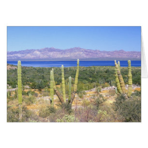 Mexiko, Baja California Sur, Cardon Cactus vid Hälsningskort
