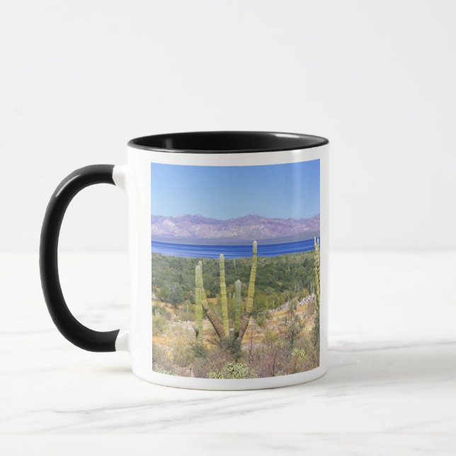 Mexiko, Baja California Sur, Cardon Cactus vid Mugg (Vänster)