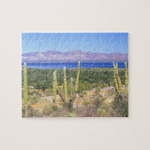 Mexiko, Baja California Sur, Cardon Cactus vid Pussel