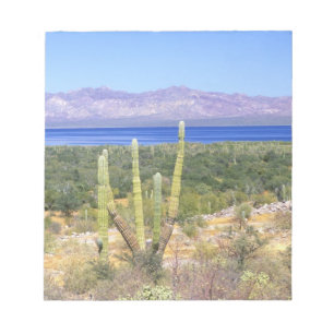 Mexiko, Baja California Sur, Cardon kaktus vid Anteckningsblock