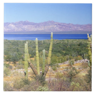 Mexiko, Baja California Sur, Cardon kaktus vid Kakelplatta