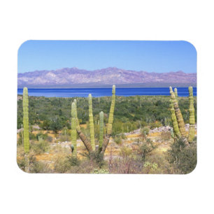 Mexiko, Baja California Sur, Cardon Kaktus vid Magnet
