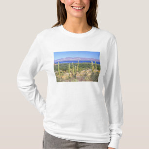 Mexiko, Baja California Sur, Cardon Kaktus vid Tee
