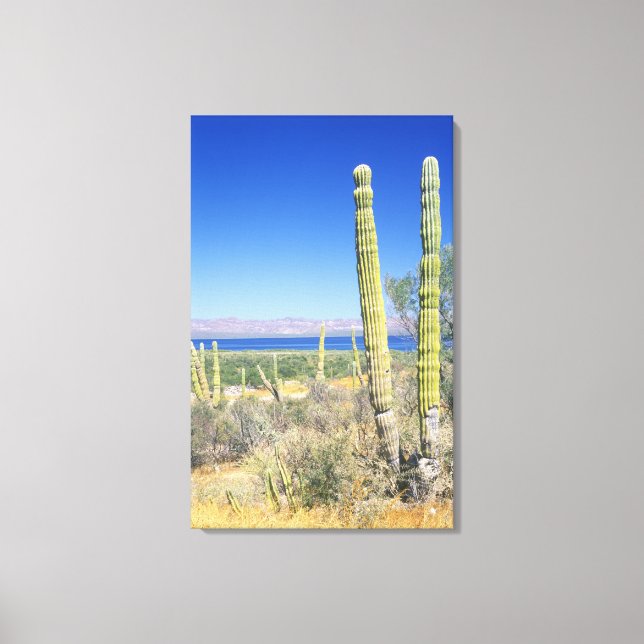 Mexiko, Baja California Sur, Mulege, Bahia Canvastryck (Framsida)
