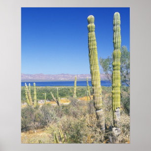 Mexiko, Baja California Sur, Mulege, Bahia Poster