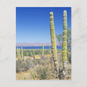 Mexiko, Baja California Sur, Mulege, Bahia Vykort