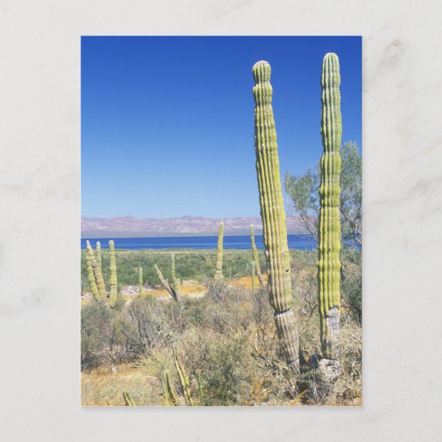 Mexiko, Baja California Sur, Mulege, Bahia Vykort (Framsida)