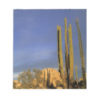 Mexiko, Baja del Norte, Catavina Desert National