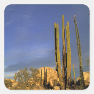 Mexiko, Baja del Norte, Catavina Desert National Fyrkantigt Klistermärke