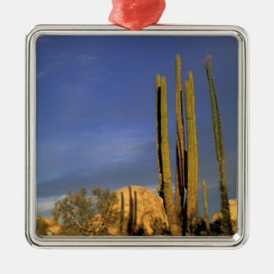 Mexiko, Baja del Norte, Catavina Desert National Julgransprydnad Metall