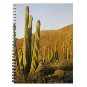 Mexiko, Baja, Santa Catalina Island, havet Anteckningsbok