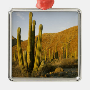 Mexiko, Baja, Santa Catalina Island, Havet Julgransprydnad Metall